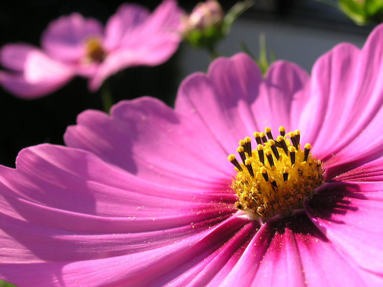 Blumenmakro