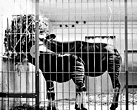 Zoo1